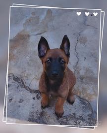 Pastore Belga Malinois Barletta Andria Trani