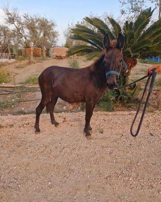 Muletta di 1 anno