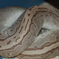 Pitone reale emperor pi