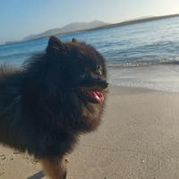 Pomerania per monta