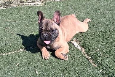 Meravigliosa cucciola di Bulldog francese