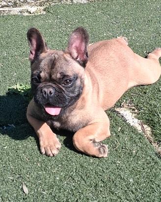 Meravigliosa cucciola di Bulldog francese