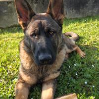 Cucciolo Pastore Tedesco