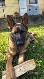 Cucciolo Pastore Tedesco