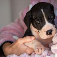 Cuccioli di alano