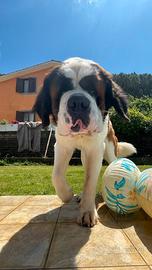 Cuccioli di San Bernardo