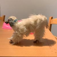 Mattel BARBIE cane di BARBIE Beauty 1979