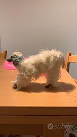 Mattel BARBIE cane di BARBIE Beauty 1979