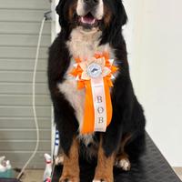 Bovaro del Bernese campione italiano di bellezza