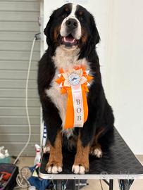Bovaro del Bernese campione italiano di bellezza