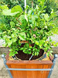 alberi fruttiferi di limone 