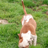 Pitbul