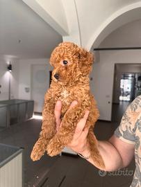 Cuccioli barboncini Toy MiniToy nano ampia scelta