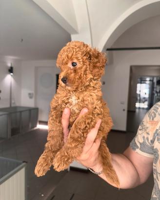 Cuccioli barboncini Toy MiniToy nano ampia scelta