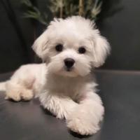 Maltese coreano toy mini