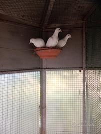 Animali tortore bianche
