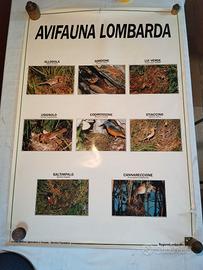 Poster Manifesti Vari anni '70-'80