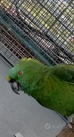 Pappagallo amazzone auropalliata femmina