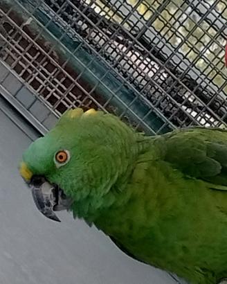 Pappagallo amazzone auropalliata femmina