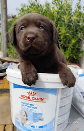 Labrador cuccioli