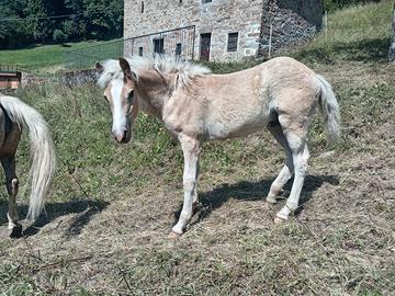Cavallo haflinger