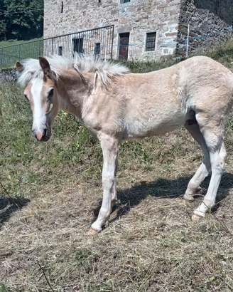 Cavallo haflinger