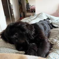 Cocker 8 mesi femmina