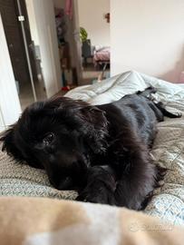 Cocker 8 mesi femmina