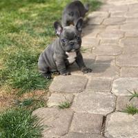 Bulldog francese