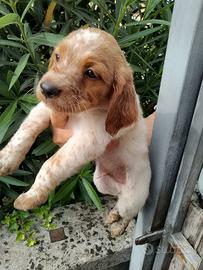 Cuccioli Breton