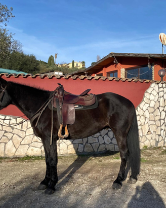 Cavallo morello