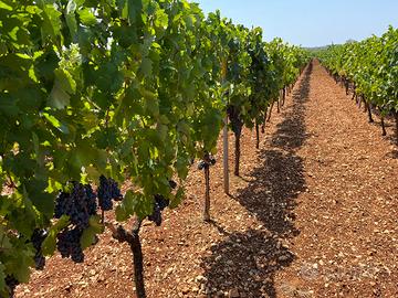 Vigneto giovane anno 2017 Primitivo DOC
