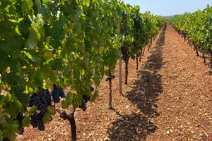 Vigneto giovane anno 2017 Primitivo DOC