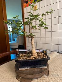 Bonsai ibisco