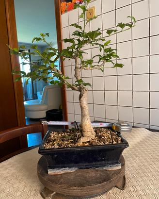 Bonsai ibisco