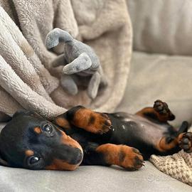 Ultimo maschio di pinscher nano