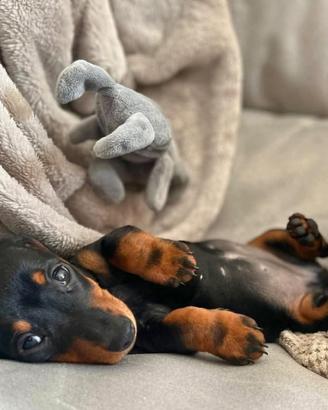 Ultimo maschio di pinscher nano