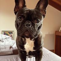 Disponibile per accoppiamento