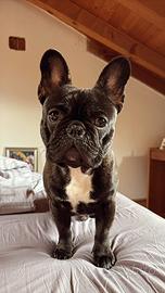 Disponibile per accoppiamento