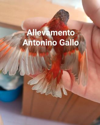 Cardinalini del Venezuela