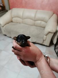Pinscher toy