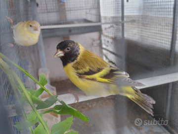 Lucherini testa nera topazio