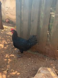 Splendido Galletto Australorp Puro - 4 Mesi