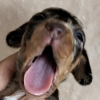 Bassotto pelo corto cioccolato femm pedigree ENCI