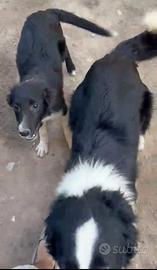 Border collie cucciolo