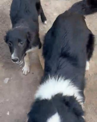 Border collie cucciolo