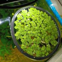 Salvinia minima con anello galleggiante 