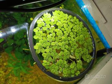 Salvinia minima con anello galleggiante 