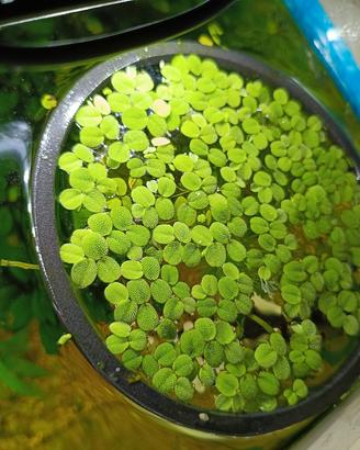 Salvinia minima con anello galleggiante 