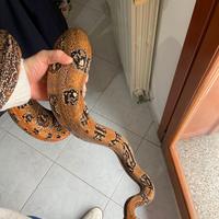 Boa constrictor imperator